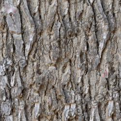 Seamless Textures of Wood & Normal Mapping